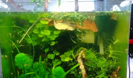 aquarium Aquarium de 62 litres bords arrondis