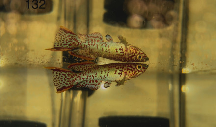 aquarium 132 01 Male Fundulopanchax Nigerianus innidere