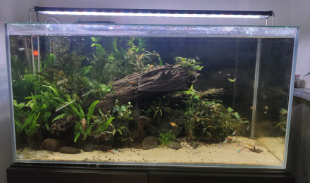 aquarium 112l