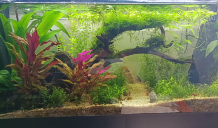 aquarium Je me lance