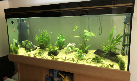 aquarium 240L