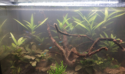 aquarium Amazonien