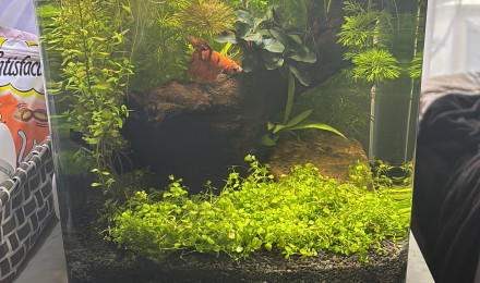 aquarium Nano cube Dennerle 20 Spike
