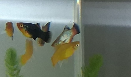 aquarium AquaNcm
