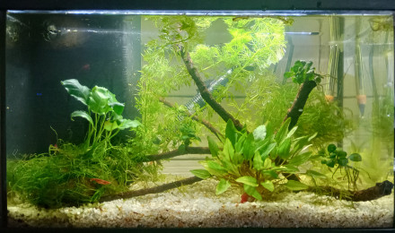 aquarium Crevettes Red Cherry 20L