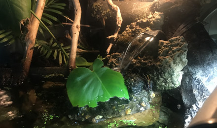 aquarium Aquarium tortue