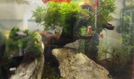 aquarium Aquascap blue carbon