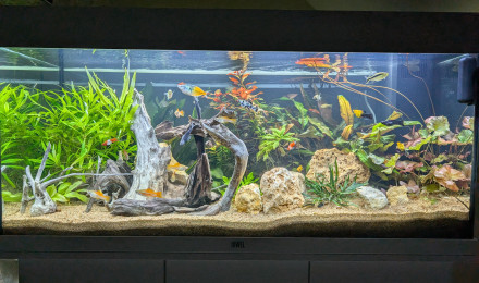 aquarium JUWEL RIO180 ENTREE