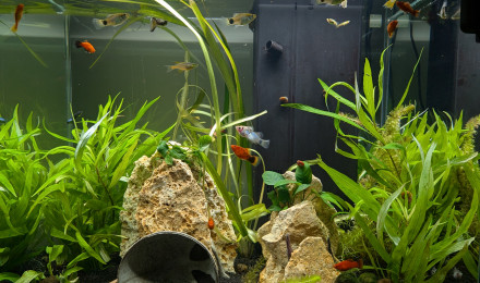 aquarium CIANO EMOTION PRO 60