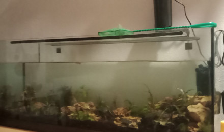 aquarium Aquascape  début 12.05  salon 120l