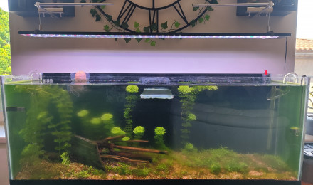 aquarium Projet Malawi