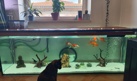 aquarium Poisson rouge et plecostomus