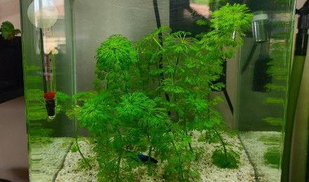 aquarium Betta splendens