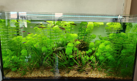 aquarium Poisson moyen