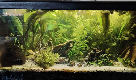 aquarium Aqualis jardin
