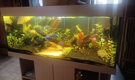aquarium Olivier