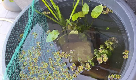aquarium Poubellarium