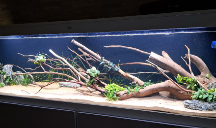 aquarium 700L Amazonien