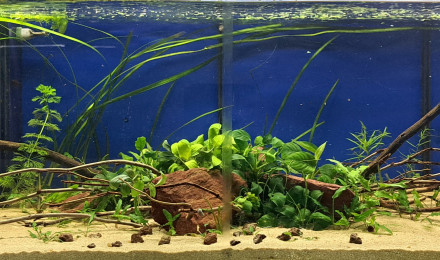 aquarium 160L Américain