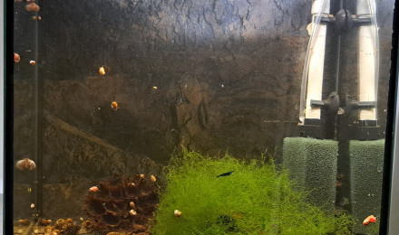 aquarium 30L Neocaridina blue velvet