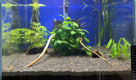aquarium 50L Apistogramma Agassizii