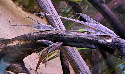 aquarium 90L Sturisoma aureum