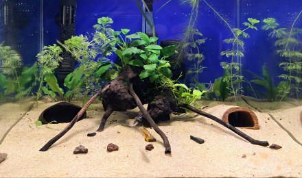 aquarium 50L alevins Apistogramma cacatuoides
