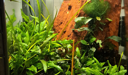 aquarium 25L Neocaridina yellow neon