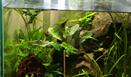 aquarium 25L Neocaridina orange sakura