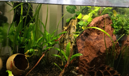 aquarium 25L Neocaridina red sakura