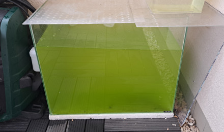 aquarium 40L eau verte pour bestioles zooplancton