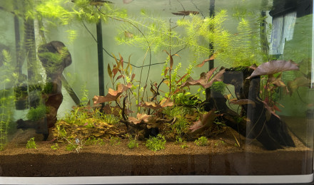 aquarium Scape asiatique