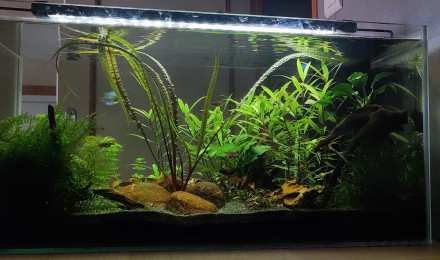 aquarium Mare asiatique