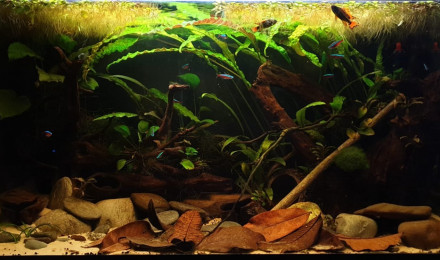 aquarium 120L