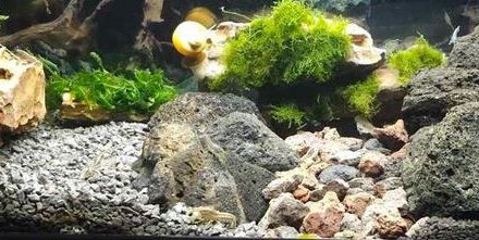 aquarium Elevage Ecrevisses naines Cambarellus texanus