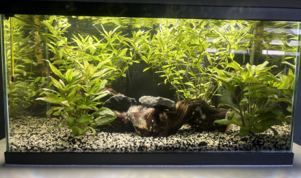 aquarium Aqua