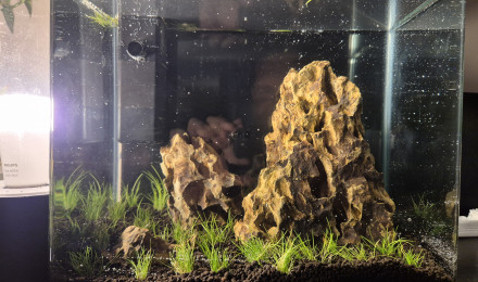 aquarium Nano Iwagumi