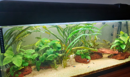 aquarium bac amazonien