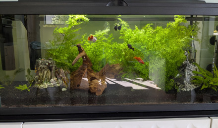aquarium Aquarium 80L
