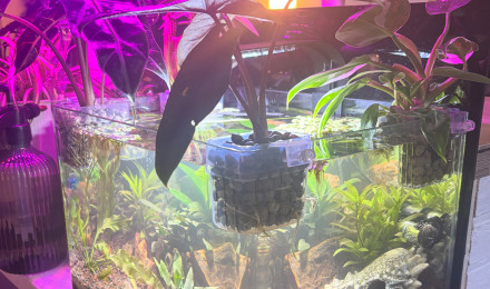 aquarium Scaper s tank Dennerle 35