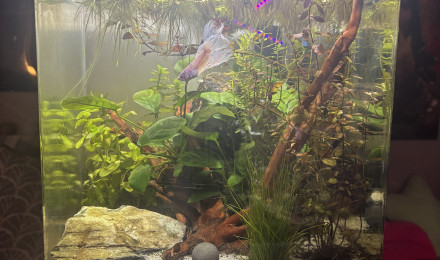 aquarium Nano cube Dennerle 30