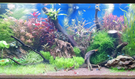 aquarium Juwel Rio 180