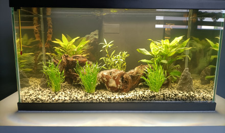 aquarium Aqua