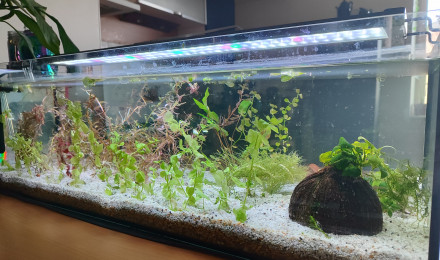 aquarium Aqua plante