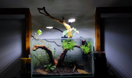 aquarium Betta paradise