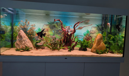 aquarium 450l