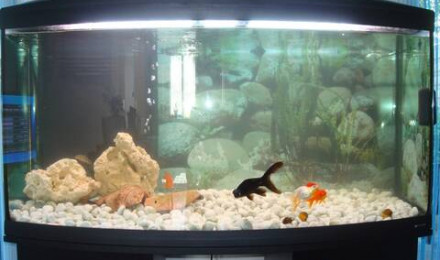 aquarium spécifique poisson
