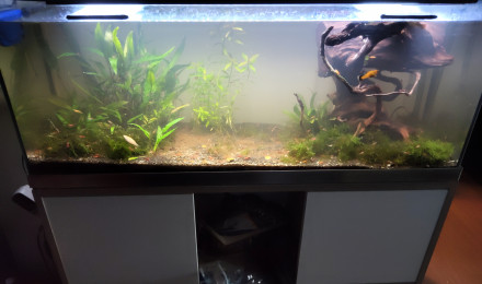 aquarium Mollys et crevettes