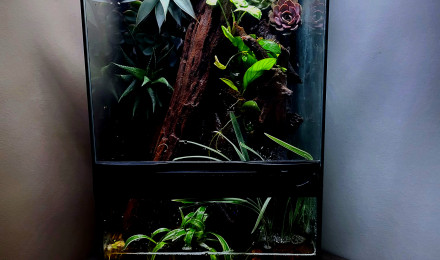 aquarium Paludarium