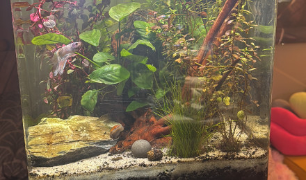 aquarium Nano cube Dennerle 30 Snow